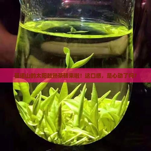 基诺山普洱茶太阳鼓熟茶砖