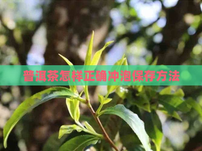 普洱茶怎样正确冲泡保存
