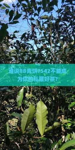 八八青普洱茶7542