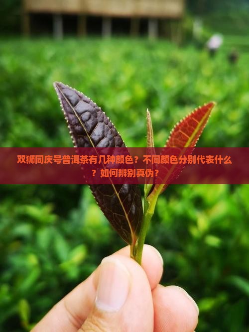 双狮同庆号普洱茶有几种颜色