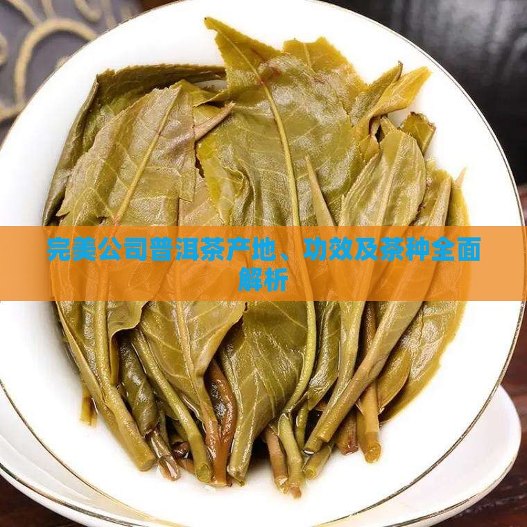 完美公司普洱茶产地
