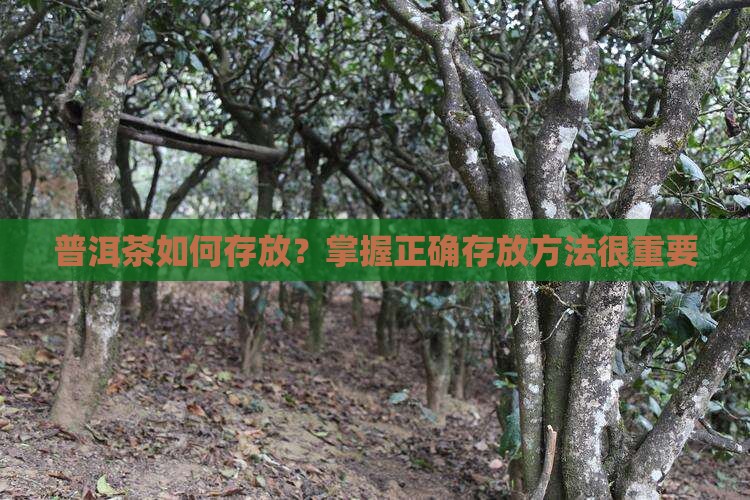 普洱茶需要储藏吗