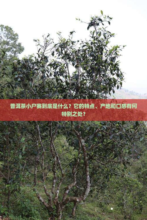 普洱茶小户赛是怎么样