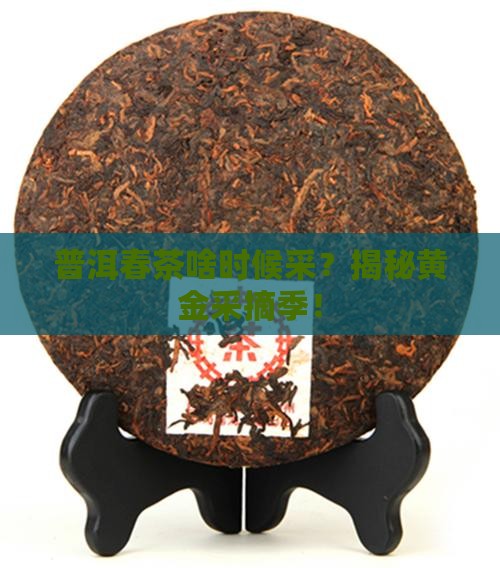 普洱茶的春茶是几月份