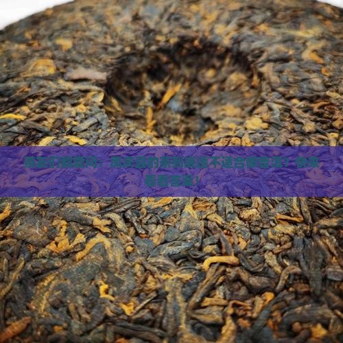 凤庆县的茶适合做普洱茶