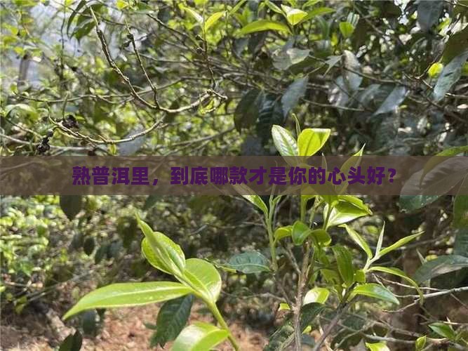 普洱茶熟茶什么的好