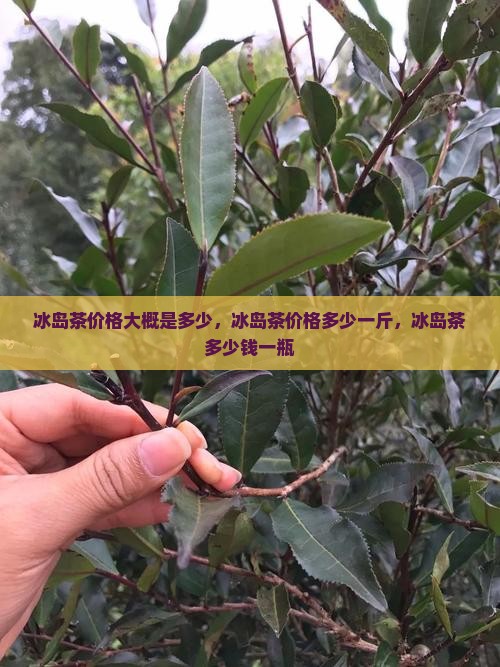 冰岛茶价格大概是多少