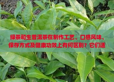 绿茶和生普洱茶一样吗