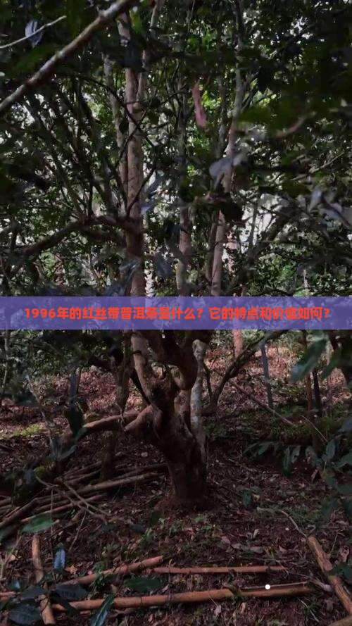 1996红丝带普洱茶