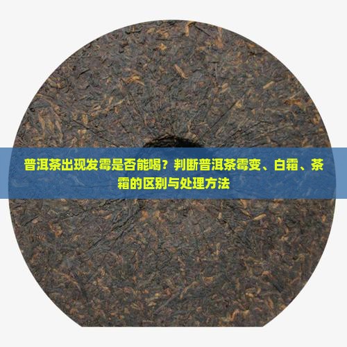 普洱茶有霉点还能不能喝