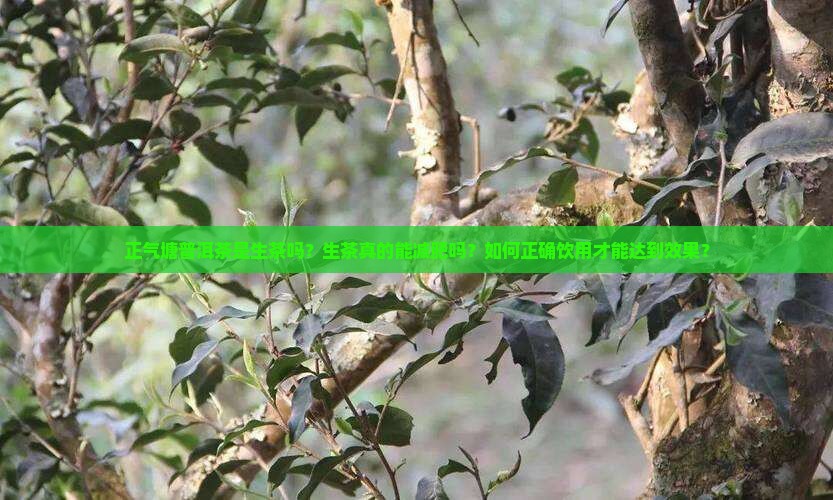 正气塘普洱茶是生茶减肥