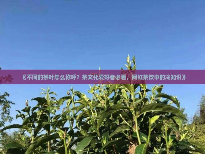 不同的茶叶怎么称呼