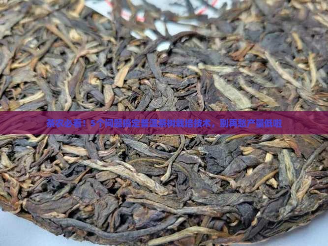 普洱茶原料之茶树栽培技术