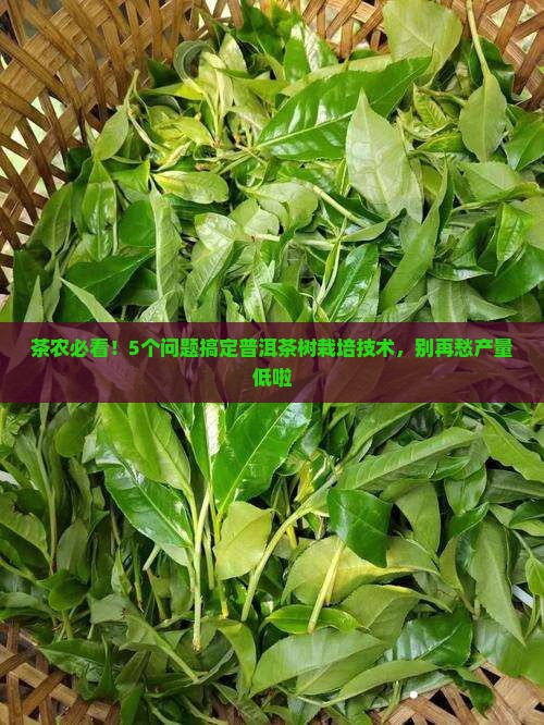 普洱茶原料之茶树栽培技术