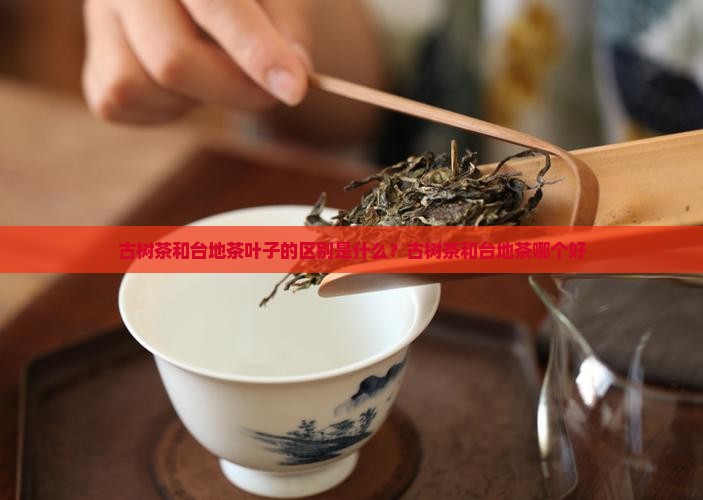 古树茶和台地茶叶子的区别
