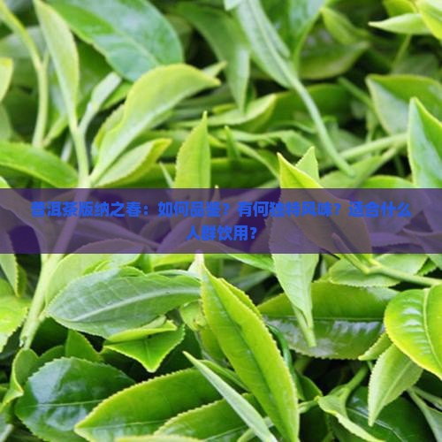 普洱茶版纳之春