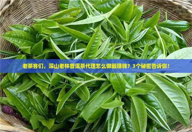 深山老林普洱茶代理
