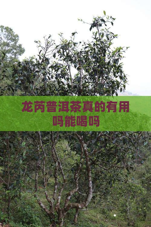 龙芮普洱茶真的有用吗