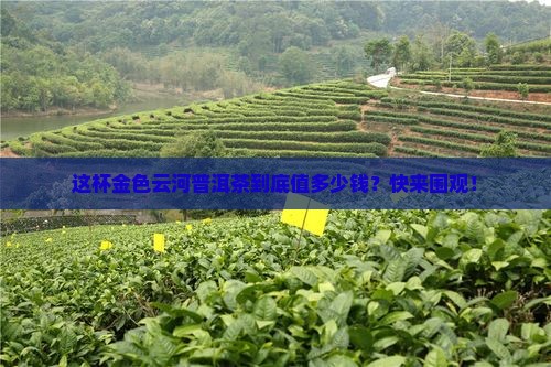 金色云河普洱茶多少钱