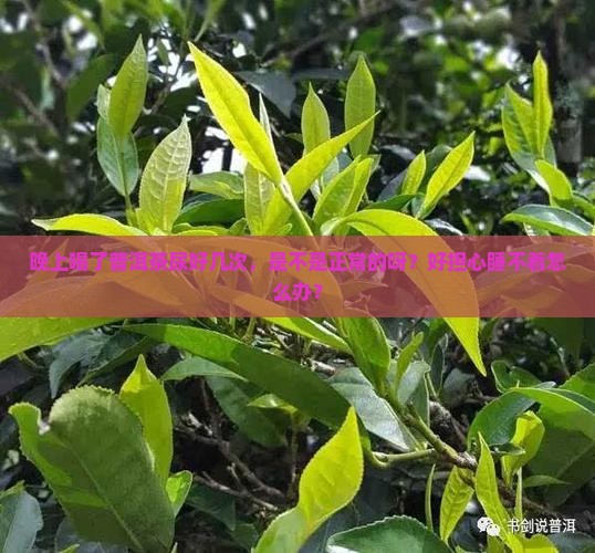 喝了普洱茶晚上尿多正常吗