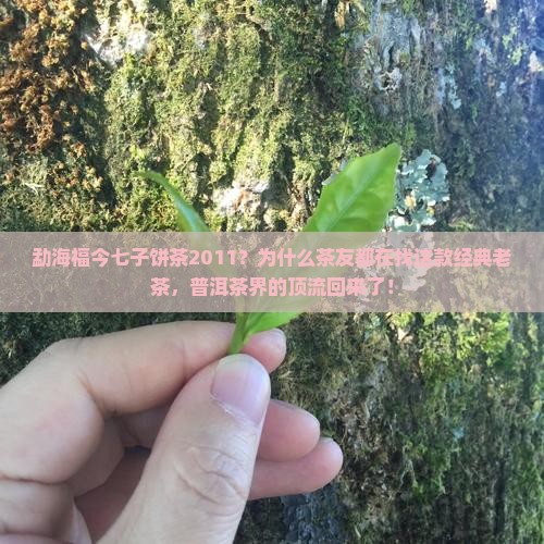 勐海福今七子饼茶2011