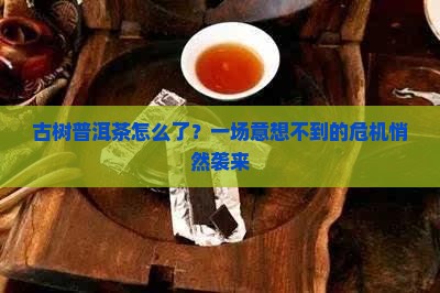 古树普洱茶的危机