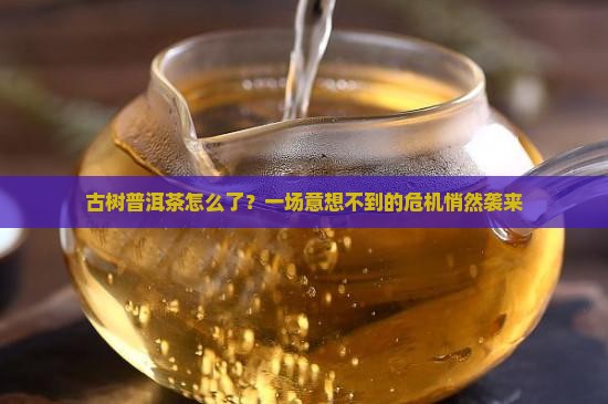 古树普洱茶的危机
