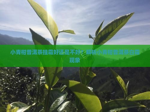 小青柑普洱茶挂霜好还是不好