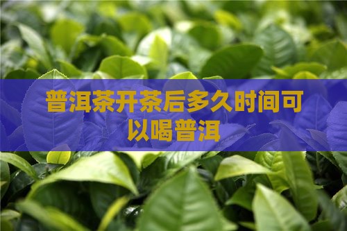 普洱茶开茶后多久可以喝