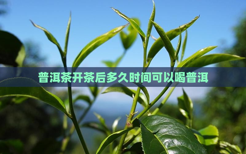 普洱茶开茶后多久可以喝