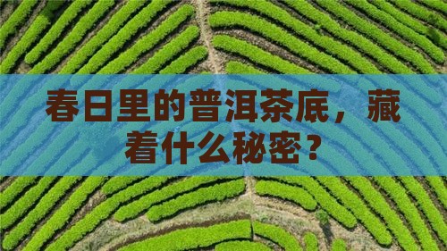 普洱茶春茶茶底