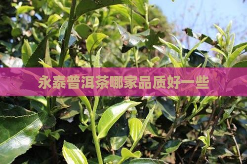 永泰普洱茶哪家品质好一些
