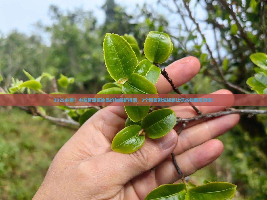 中益普洱茶冰岛价钱