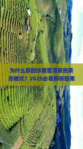 珍藏普洱茶熟茶