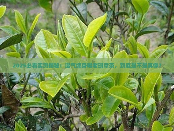 湿体质喝老班章茶有好处吗