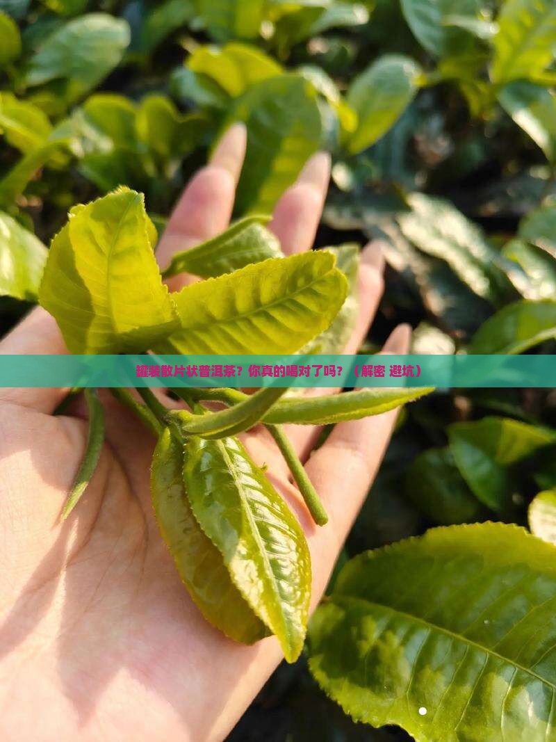 罐装散片状普洱茶