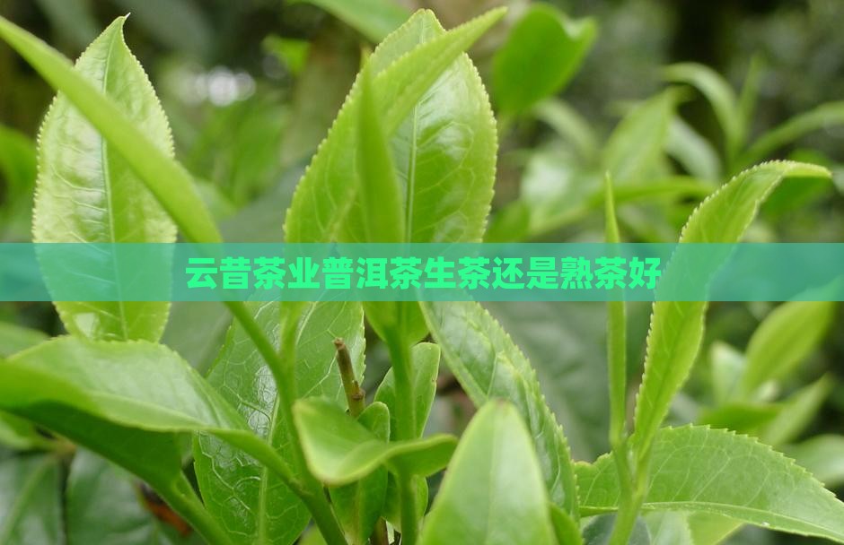 云昔茶业普洱茶生茶还是熟茶