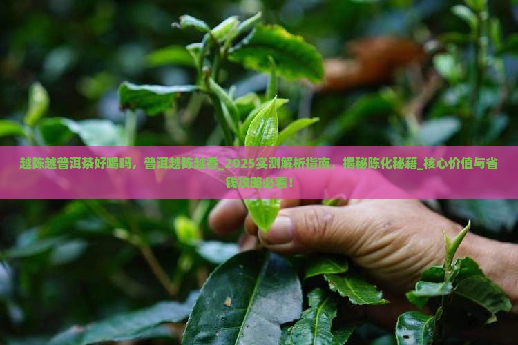 越陈越普洱茶好喝吗 越陈越普洱茶好喝吗