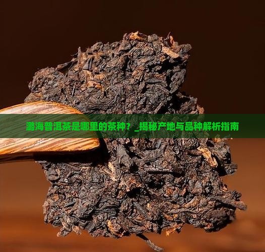 潞海普洱茶是哪里的茶种
