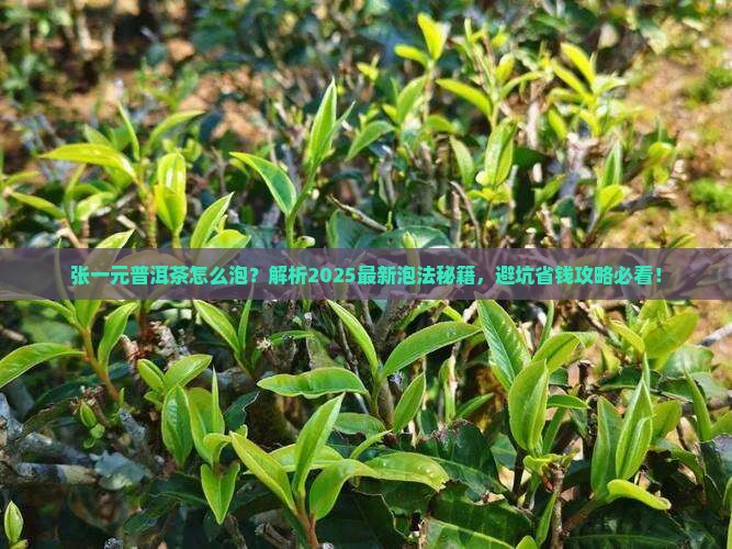 张一元普洱茶怎么泡