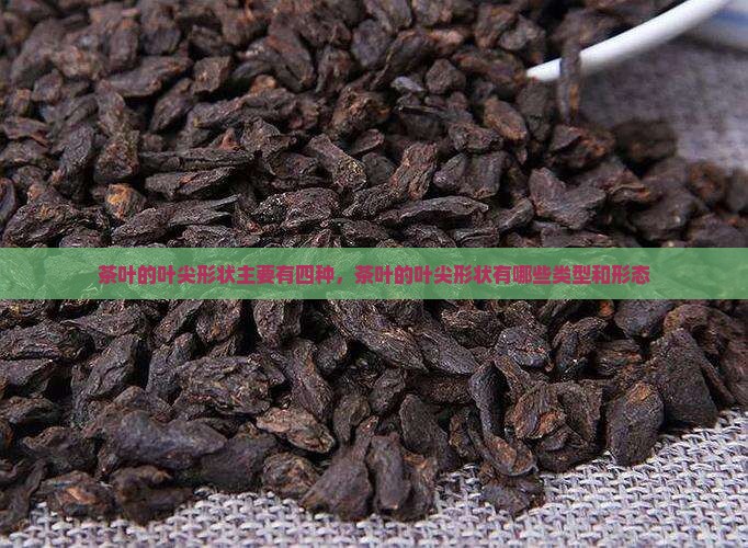 茶叶的叶尖形状主要有四种