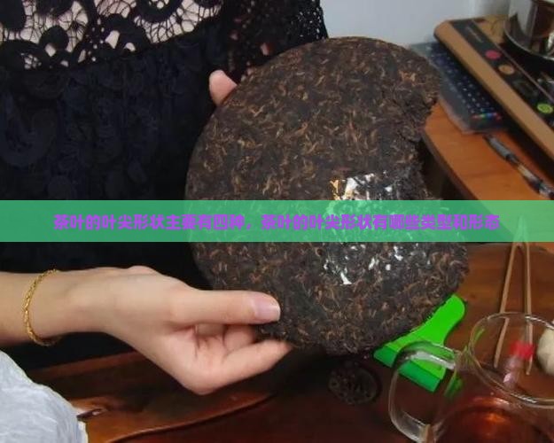 茶叶的叶尖形状主要有四种