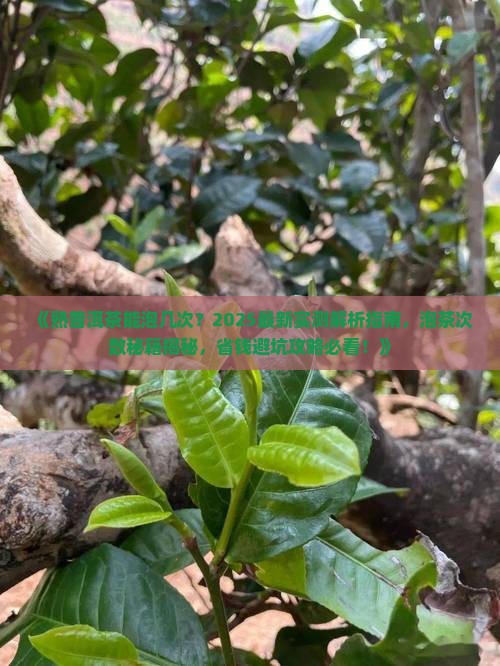 熟普洱茶一般能泡几次