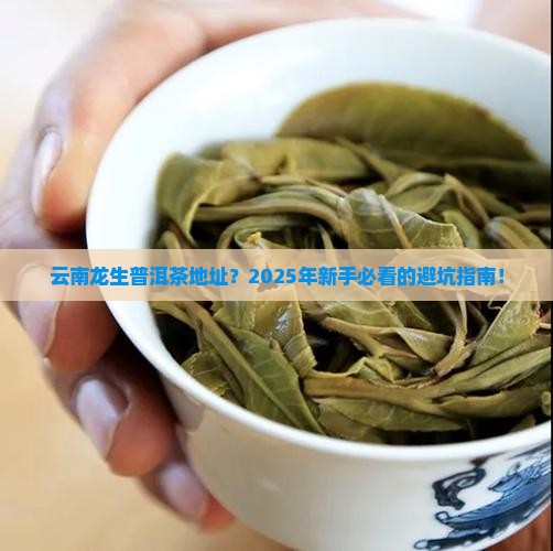 云南龙生普洱茶地址