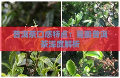 曼囡普洱茶口感