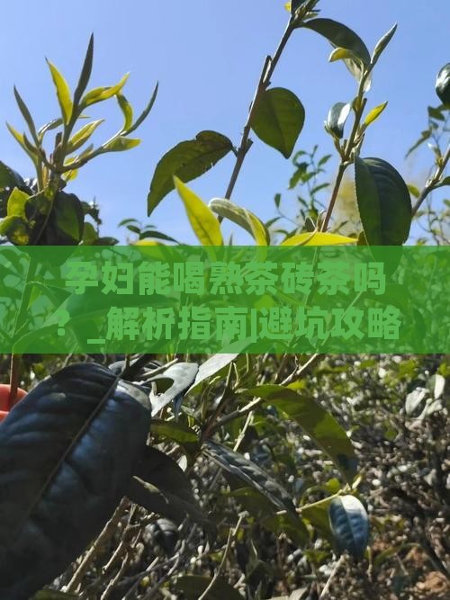 孕妇能喝熟茶砖茶吗