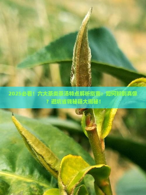 六大茶类茶汤特点