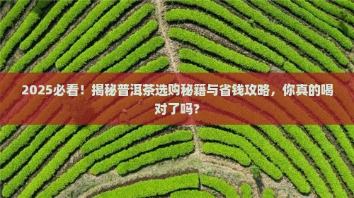 什么样的普洱茶推荐一下