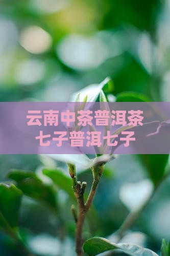 云南七子普洱茶7571