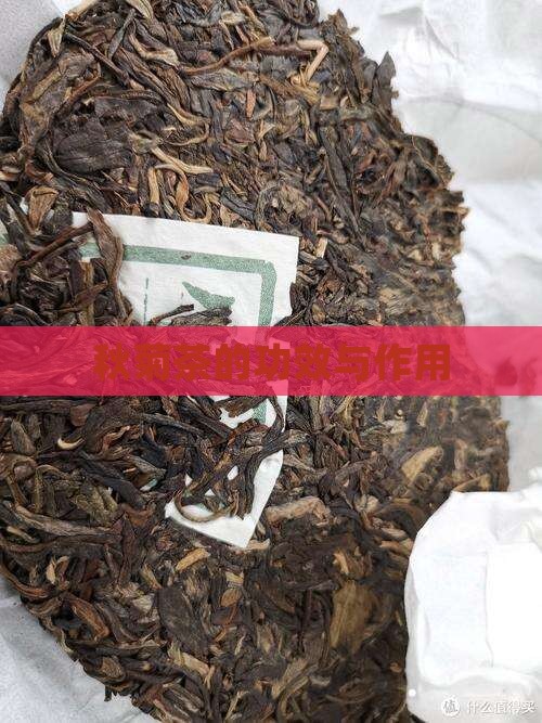 秋菊茶的功效与作用